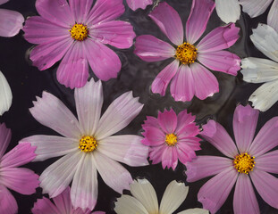 Obraz na płótnie Canvas background of beautiful daisies floating in water close-up