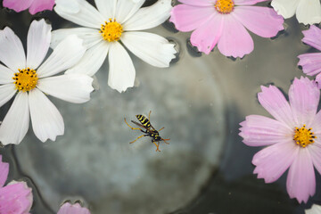 floating striped wasp and chamomile flowers in water