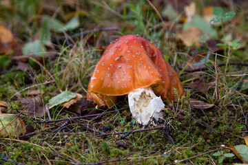 The danger of splendor and beauty of Amanita muscaria