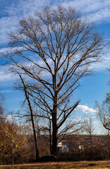 large naked poplar standing in the autumn garden