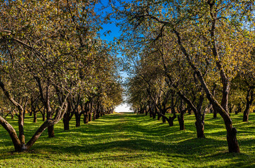 Fototapeta premium bare apple tree standing in autumn park