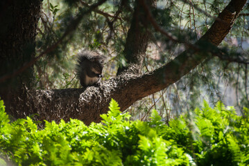 Squirrel Snacks