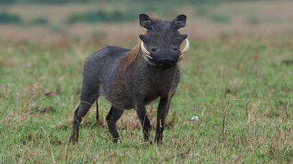 Common Warthog - Phacochoerus africanus  wild member of pig family Suidae found in grassland, savanna, and woodland, warthog pig in savannah in Africa. Eating in green savannah in Masai Mara.