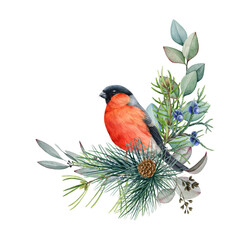 Winter floral rustic bullfinch bird arrangement. Watercolor illustration. Hand drawn natural decor with billfinch bird, pine, eucalyptus leaves. Winter decoration on white background