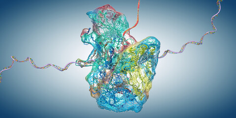 Ribosome as part of an biological cell constructing messenger rna molecules - 3d illustration - obrazy, fototapety, plakaty