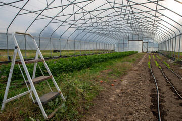 Fototapeta premium Step ladder in a garden greenhouse irrigation lines and green plants