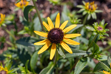 pretty yellow and brown flower in the garden