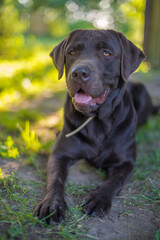 chocolate labrador walks in nature.