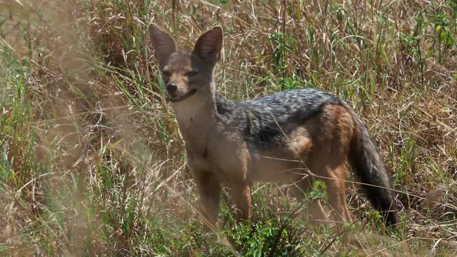 Black-backed Jackal - Canis mesomelas  or saddle-backed, grey, silver-backed, red and golden jackal, canid native to two areas of Africa, very ancient species, standing alone in the grass in savannah.