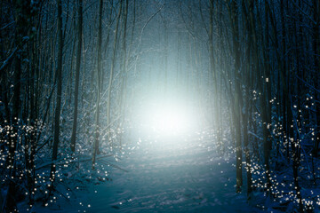 Enchanted winter forest with snow, shimmering star lights and mysterious fog. - Powered by Adobe