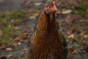 Bielefelder Kennhuhn erwartet einen Snack