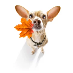 Foto op Plexiglas Grappige hond hond herfst herfst voor een wandeling