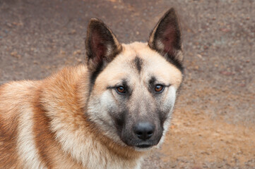 german shepherd dog on gray background. hound on natural texture. beige animal close-up. dog breeding concept