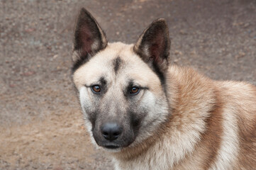 german shepherd dog on gray background. hound on natural texture. beige animal close-up. dog breeding concept
