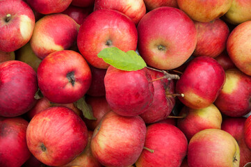 juicy apples in a box. gardening concept. a lot of red fruits. illustration of a good harvest