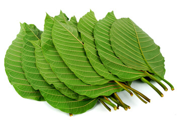 kratom leaf (Mitragyna speciosa) Mitragynine on white background isolate image. Drugs and...
