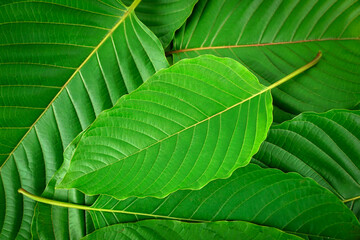 fresh kratom leaves , Green leaves on white background. (Mitragyna speciosa) Drugs and Narcotics,Thai herbal which encourage health.	