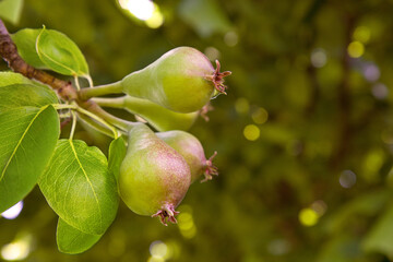 organic young pears ripen on a tree in the garden 