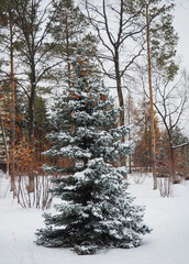 winter forest in the snow