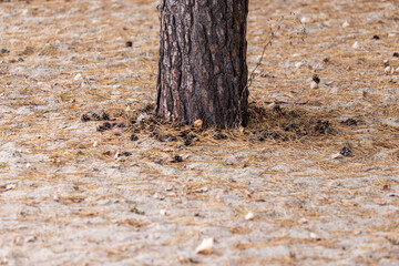 A thick pine trunk on a sandy ground under which pine needles and cones are squeezed.