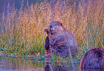Beaver on edge of pond © outdoorsman