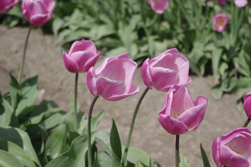 Tulips in spring