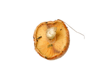 Lactarius deliciosus aks the saffron milk cap and red pine mushroom on white background.
