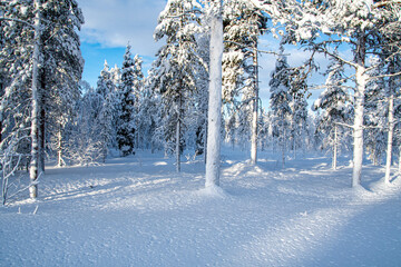 Wald aus Tannen im Schnee in Finnland Lappland Muonio