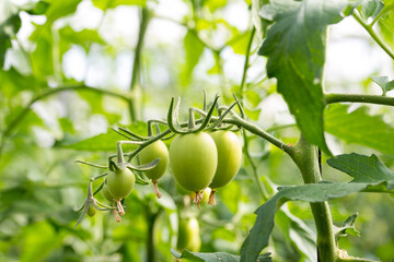 ramo de tomate pera verde en planta