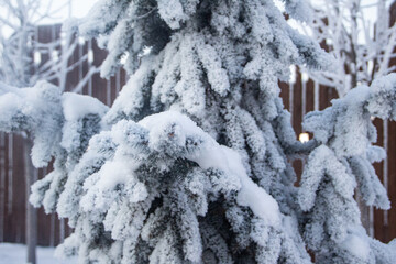 snow covered tree