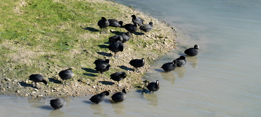 A group of Eurasian coots (Fulica atra).