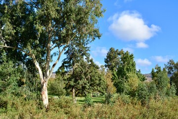Eucalyptus Tree in Orange County California