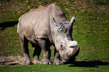 Naklejka premium White rhinoceros. Mammal and mammals. Land world and fauna. Wildlife and zoology.