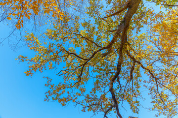 Crowns of trees in the forest in autumn