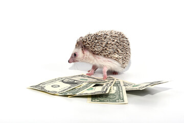 An African beautiful hedgehog studies financial resources dollars under his feet on a white...