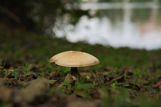 Selective focus shot of a growing stubble rosegill mushroom