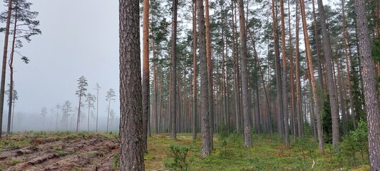 morning in the woods