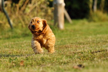 English Cocker Spaniel, golden puppy playing. Little golden puppy at play in the garden. Little puppy running and playing.