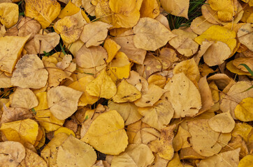 Autumn Leaves on the Ground