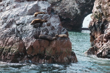 Sleeping sea lions, Pisco Paracas, Ballestas Islands