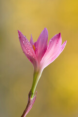 Pink rain lily (Zephyranthes grandiflora)