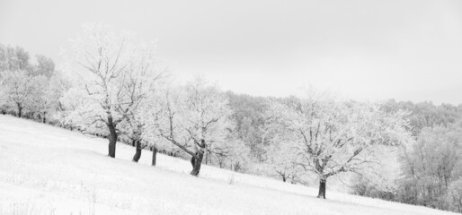 Frost-covered tree trunks against the backdrop of a snow-covered forest. Natural background, black and white image