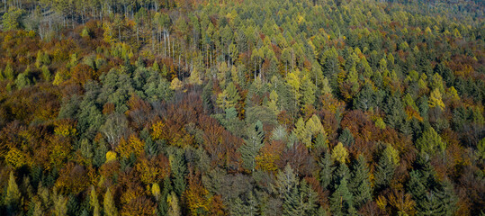 Aerial top down view of autumn forest with green and yellow trees. Mixed deciduous and coniferous forest. Autumn forest from above. Colorful forest aerial view. 