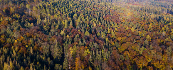 Aerial top down view of autumn forest with green and yellow trees. Mixed deciduous and coniferous forest. Autumn forest from above. Colorful forest aerial view. 