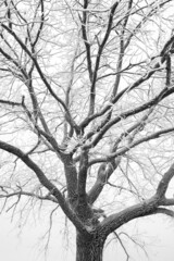 A close-up of the textured branches of a tree covered with hoarfrost. Snow-covered tree in the fog. Natural background