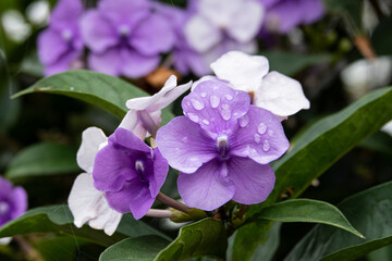 Brunfelsia pauciflora purple lilac Snow White flower tree with drops of water