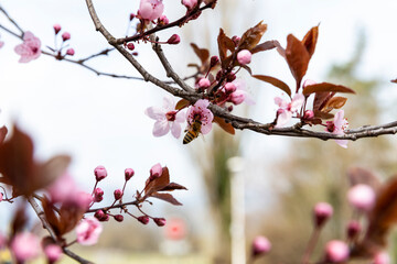 Spring trees: pink apple blossom branches with a bee on a flower