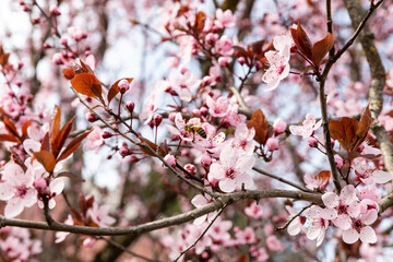Spring trees blossom: pink apple bloomed branches with a bee on a flower