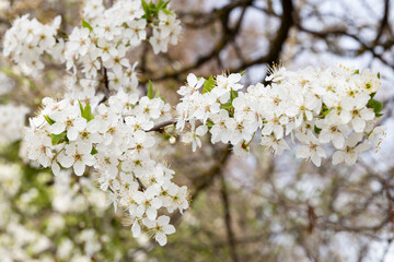 Spring trees blossom: white apple branches with bloomed flowers