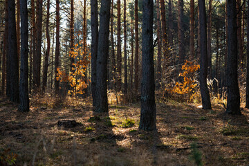 Pine forest. Sunlight through the trees